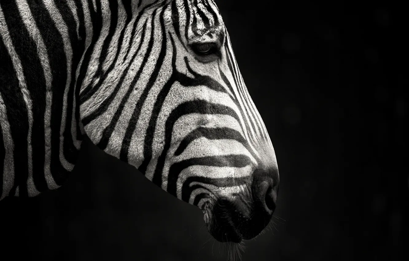 Фото обои полоски, черно-белый, зебра, профиль