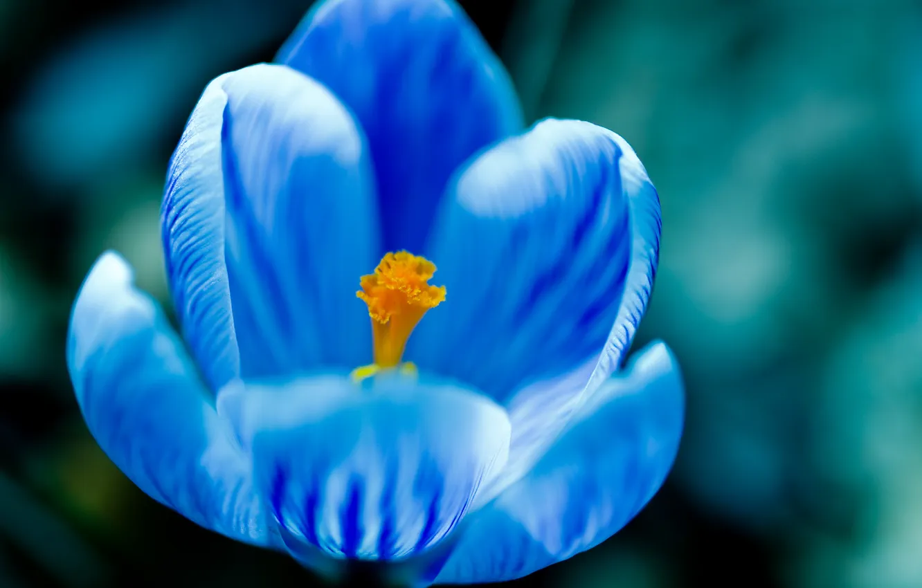 Фото обои цветок, макро, синий, голубой, крокус