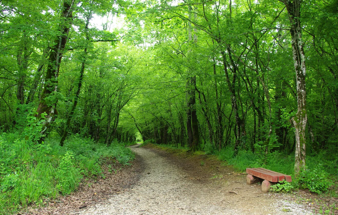 Фото обои зелень, деревья, скамейка, Лес, дорожка