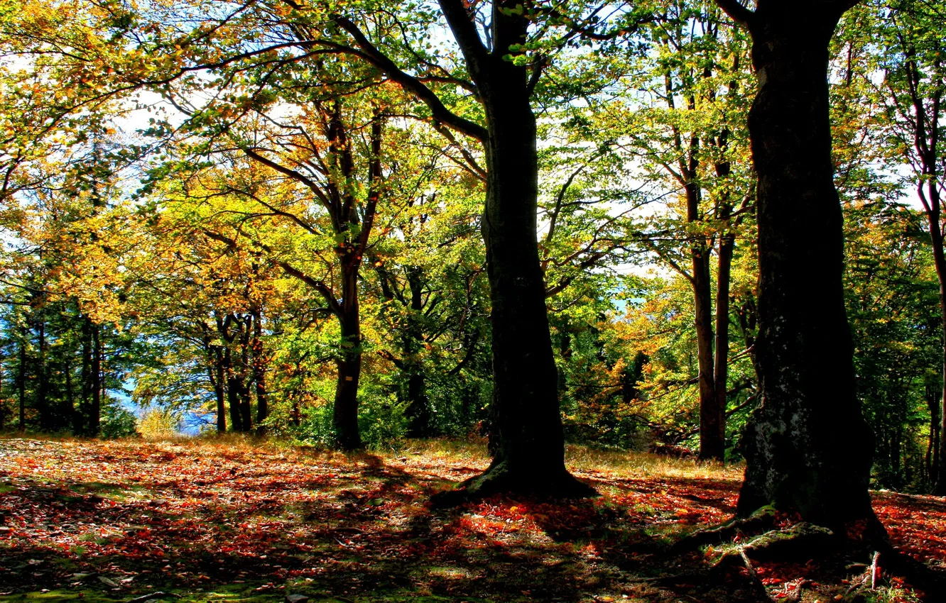 Фото обои осень, лес, солнце, деревья, Польша, Brenna