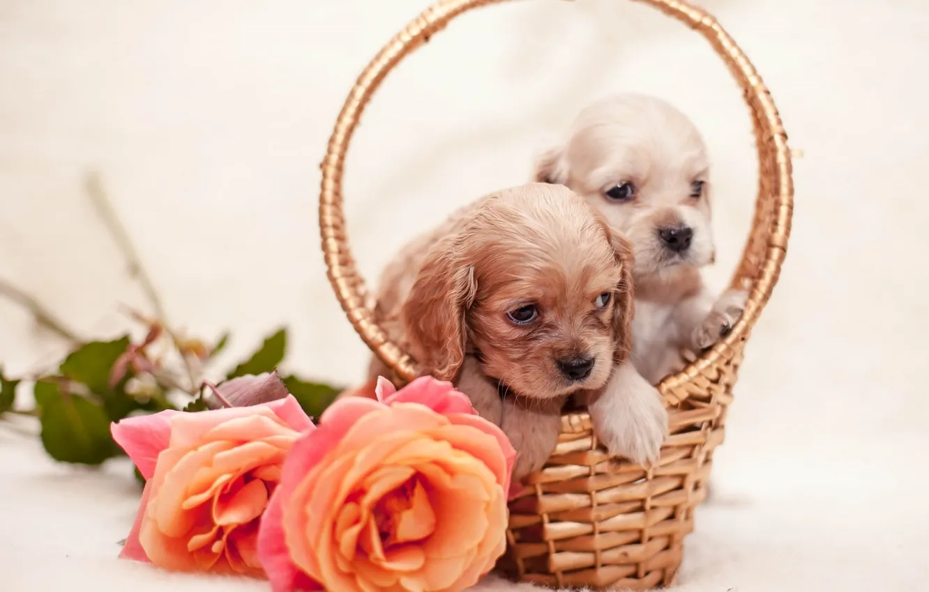 Фото обои цветы, розы, щенки, корзинка, flowers, собачки, dogs, roses
