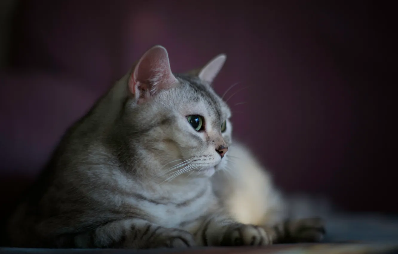 Фото обои кошка, кот, взгляд, поза, мордашка