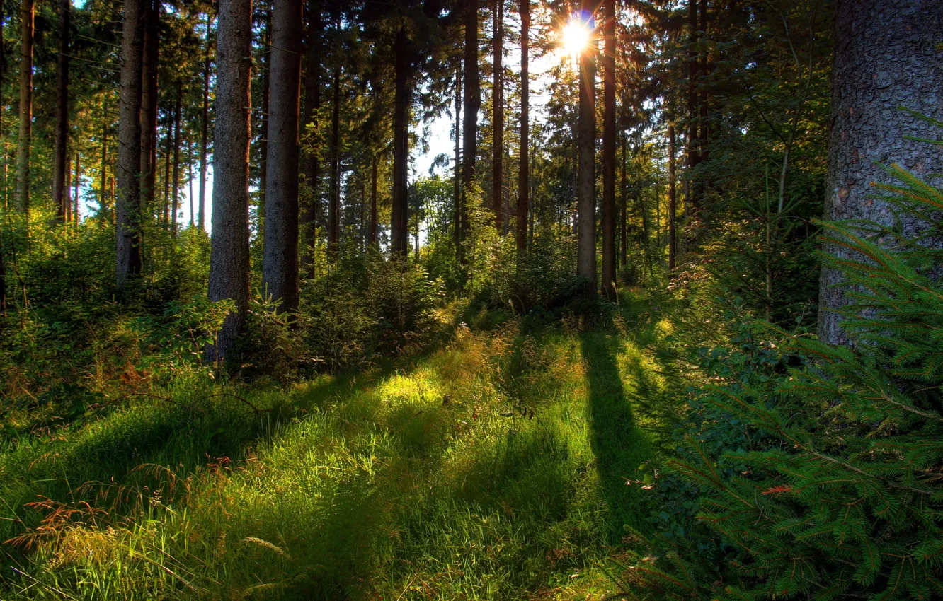 Фото обои лес, трава, солнце, деревья, природа