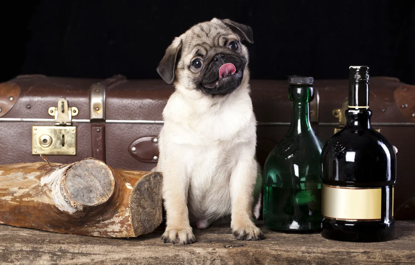 Фото обои собака, мопс, чемодан, бутылки, полено