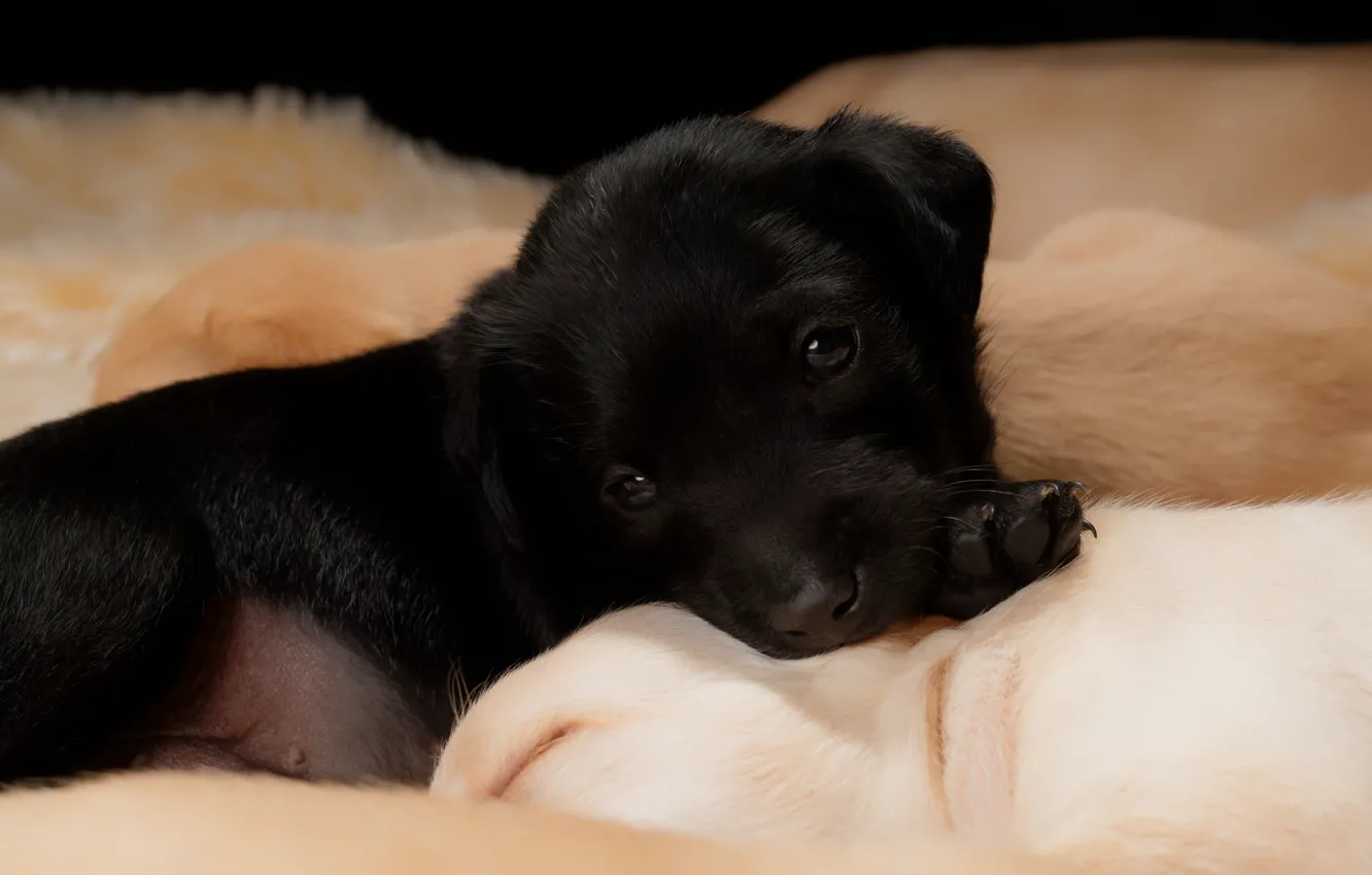 Фото обои взгляд, черный, собака, малыш, щенки, щенок, лежит, мордашка