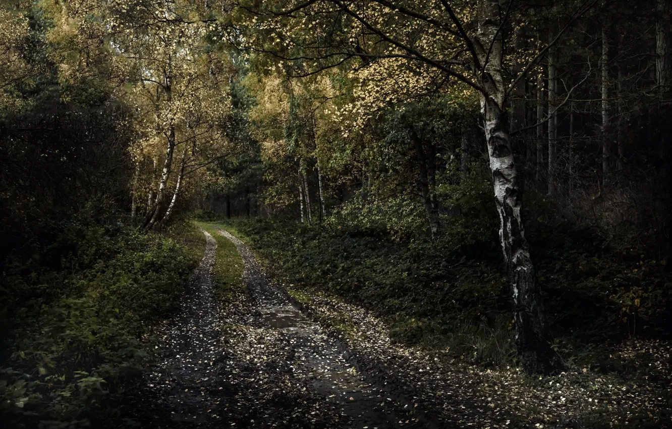 Фото обои дорога, лес, берёза