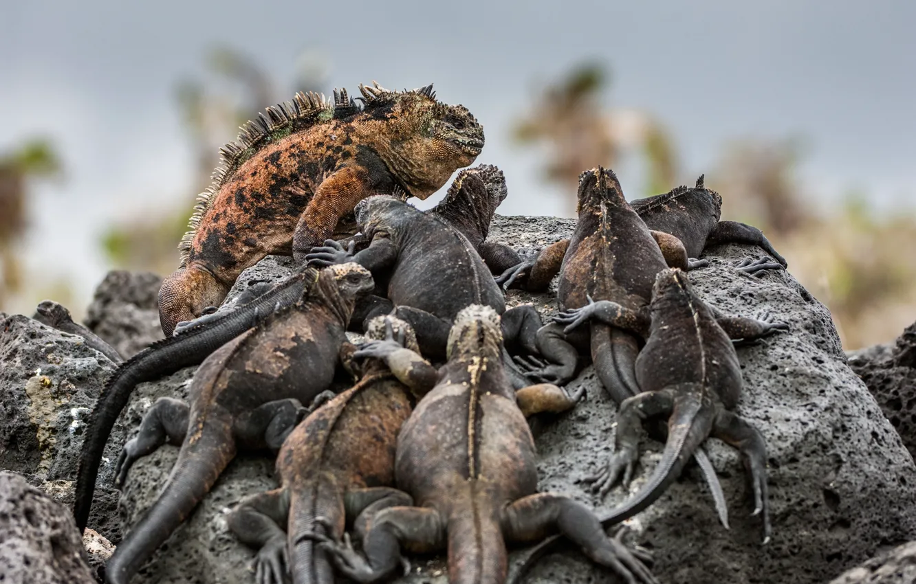 Фото обои island, reptiles, Iguana, Galapagos