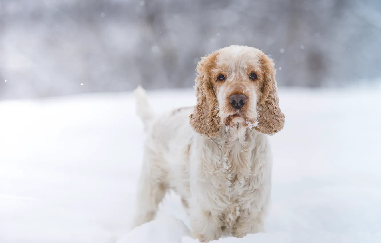 Фото обои зима, взгляд, снег, собака, щенок, Кокер-спаниель