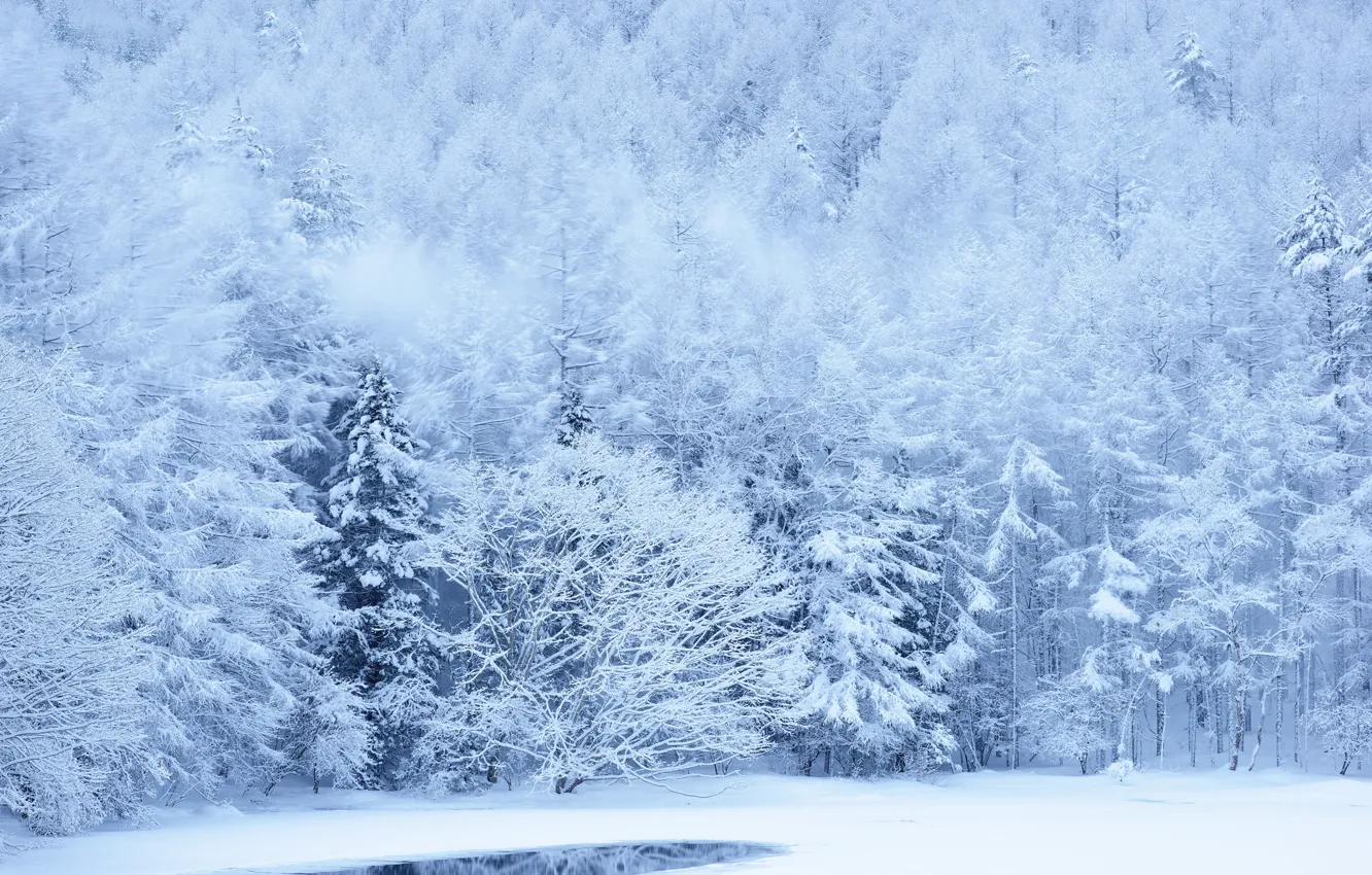 Фото обои зима, лес, снег, деревья, склон