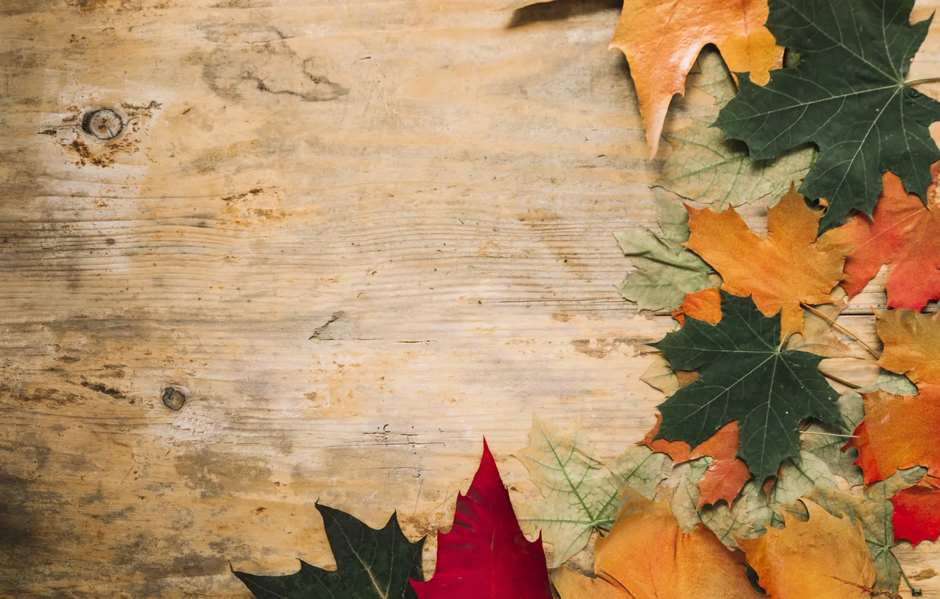 Фото обои осень, листья, фон, дерево, colorful, wood, background, autumn