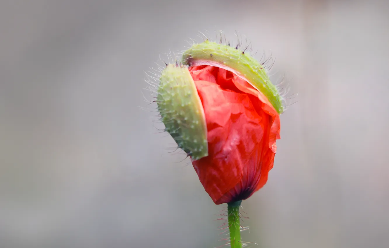 Фото обои red, flower, poppy