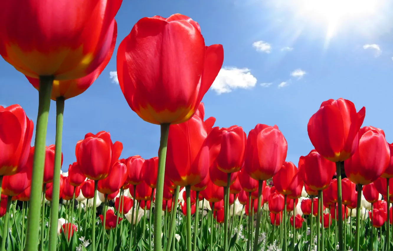 Фото обои небо, природа, весна, тюльпаны, плантация