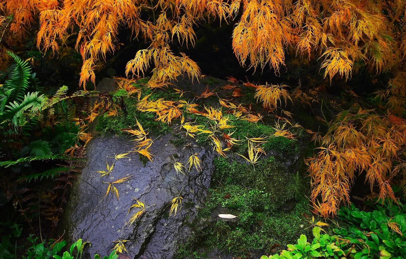 Фото обои листья, ветки, камень, мох, растения