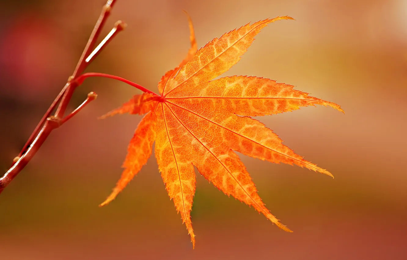 Фото обои осень, лист, ветка, японский клен