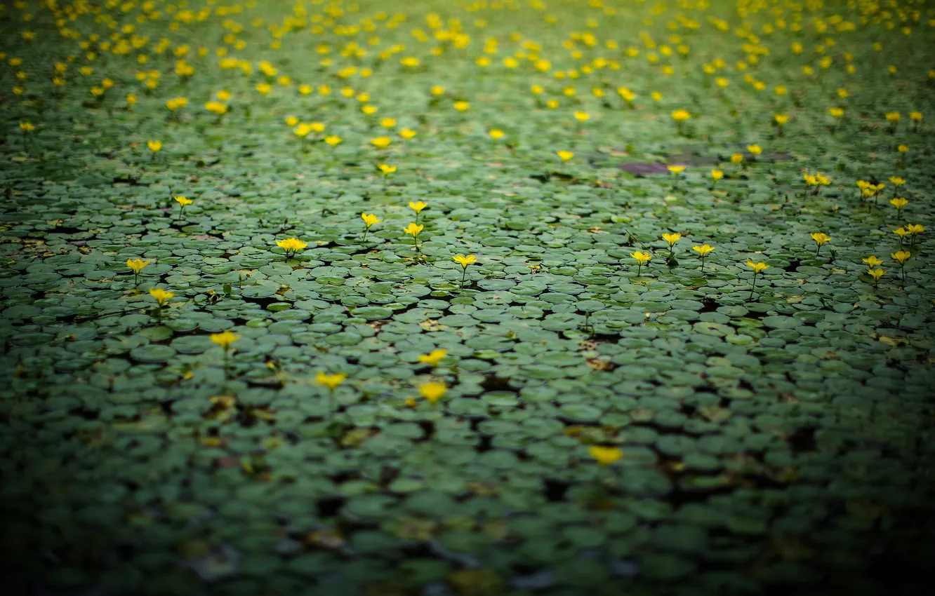 Фото обои природа, озеро, лилии