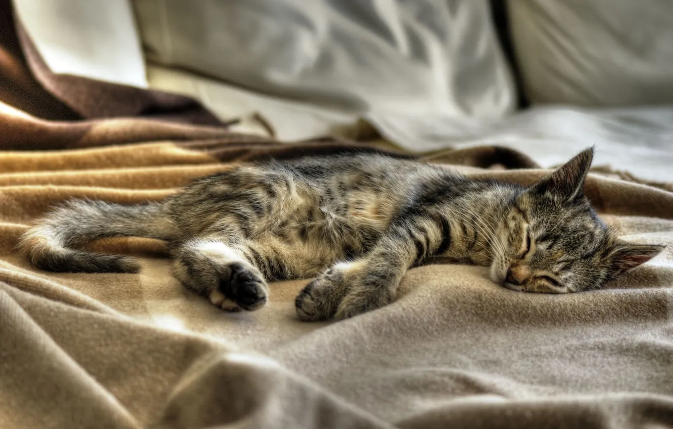 Фото обои кошка, кот, котенок, сон, спит, Kitten, Sleeping