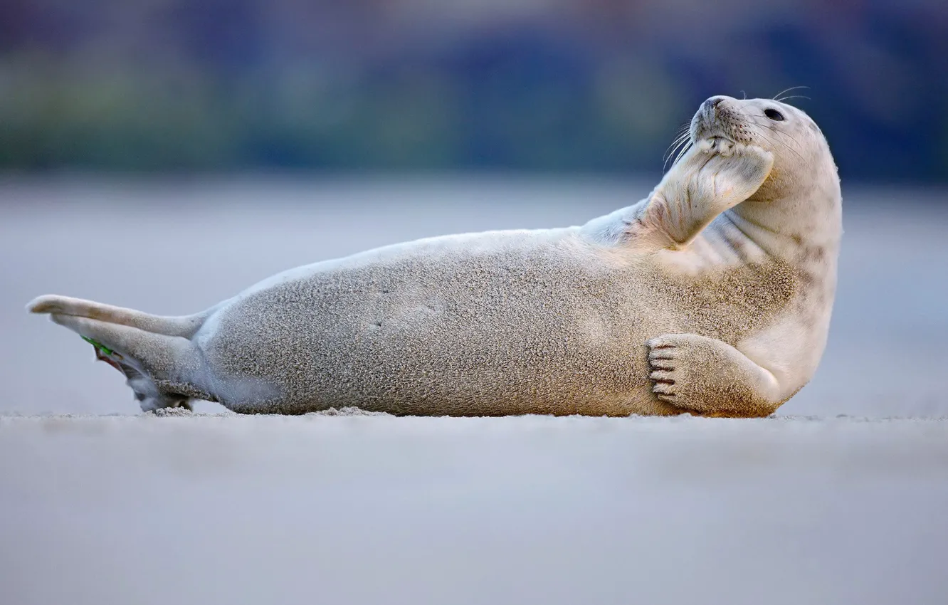 Фото обои Франция, длинномордый тюлень, Бэ де Сом