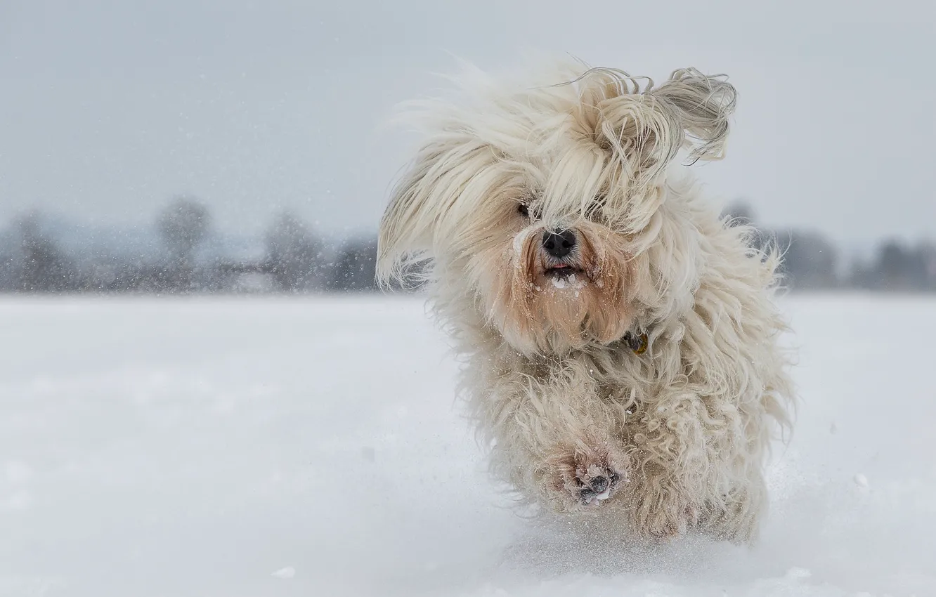 Фото обои зима, снег, собака, бег, Гаванский бишон, лохматая