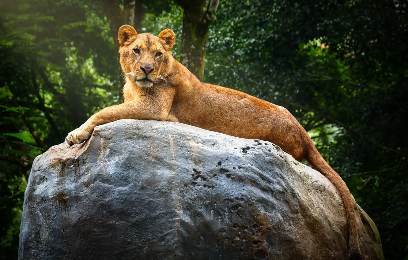 Фото обои природа, камень, хищник, львица, отдыхает, большая кошка