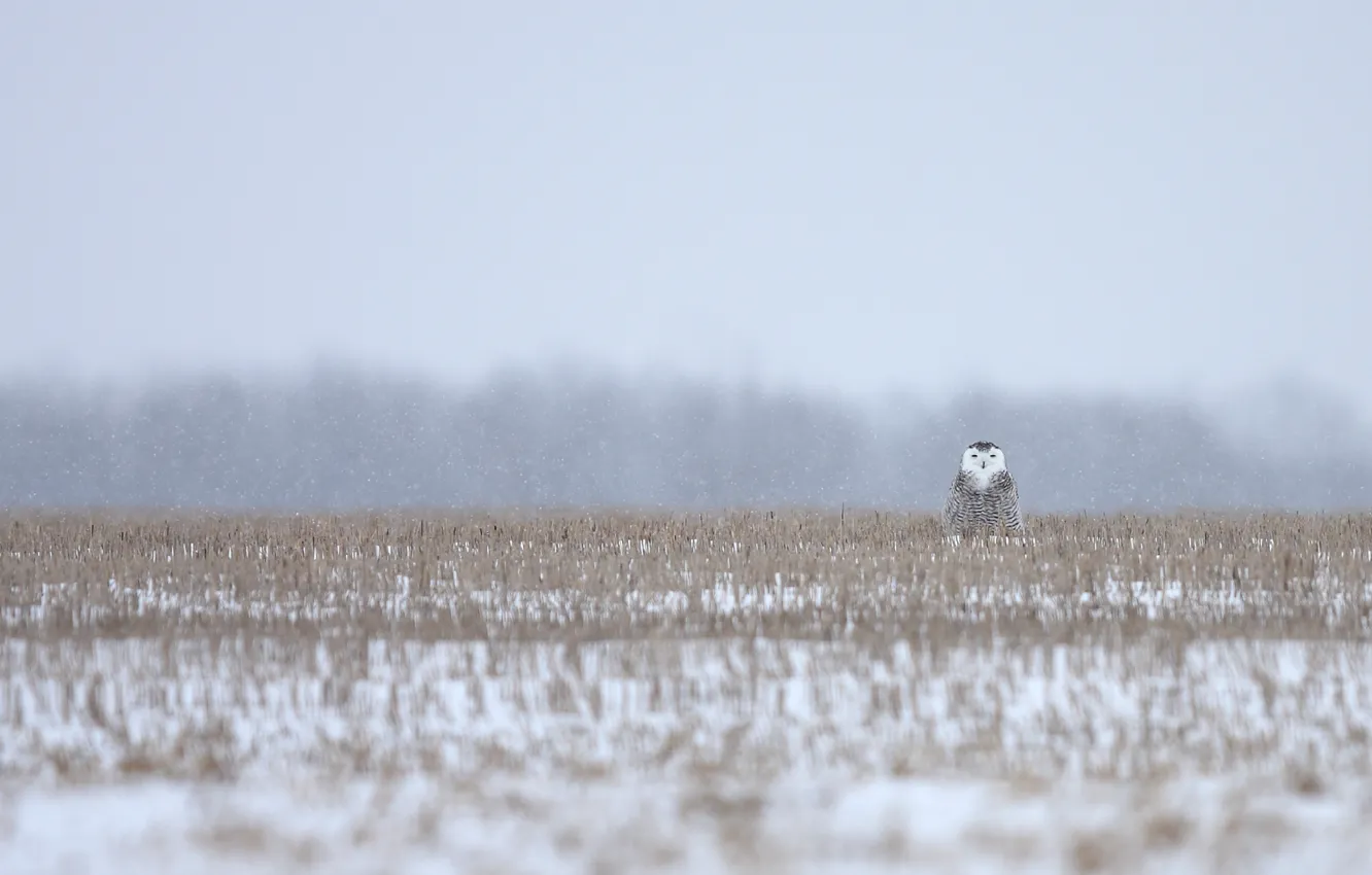 Фото обои трава, снег, grass, камуфляж, snowy owl, camouflage, Полярная сова, snowing