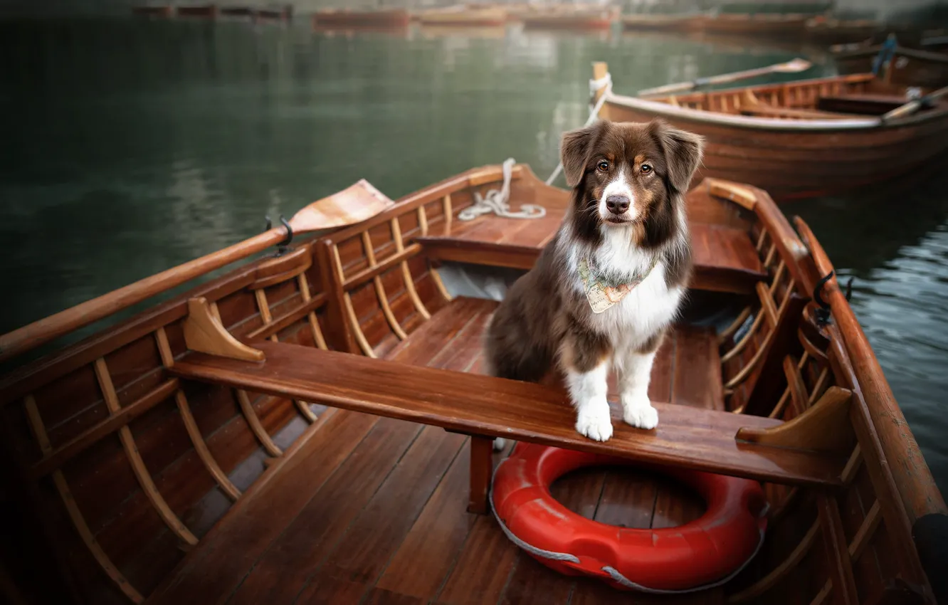 Фото обои озеро, собака, лодки, спасательный круг