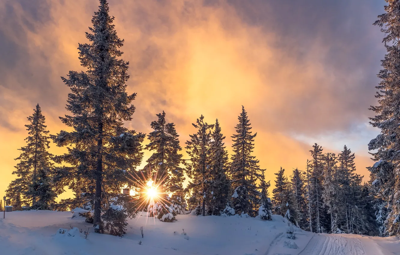 Фото обои зима, дорога, лес, небо, солнце, снег