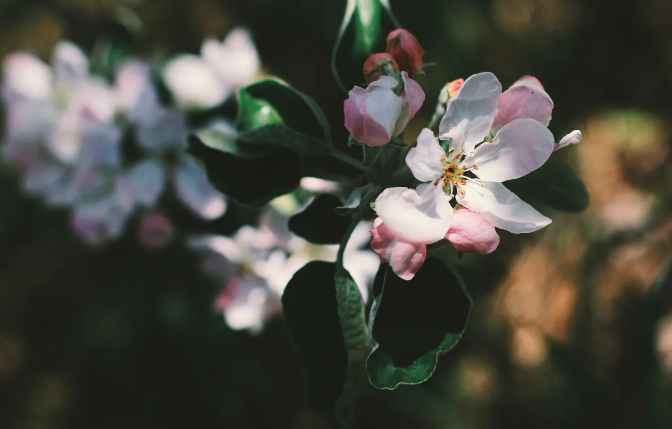 Фото обои листья, свет, цветы, темный фон, ветка, весна, белые, яблоня