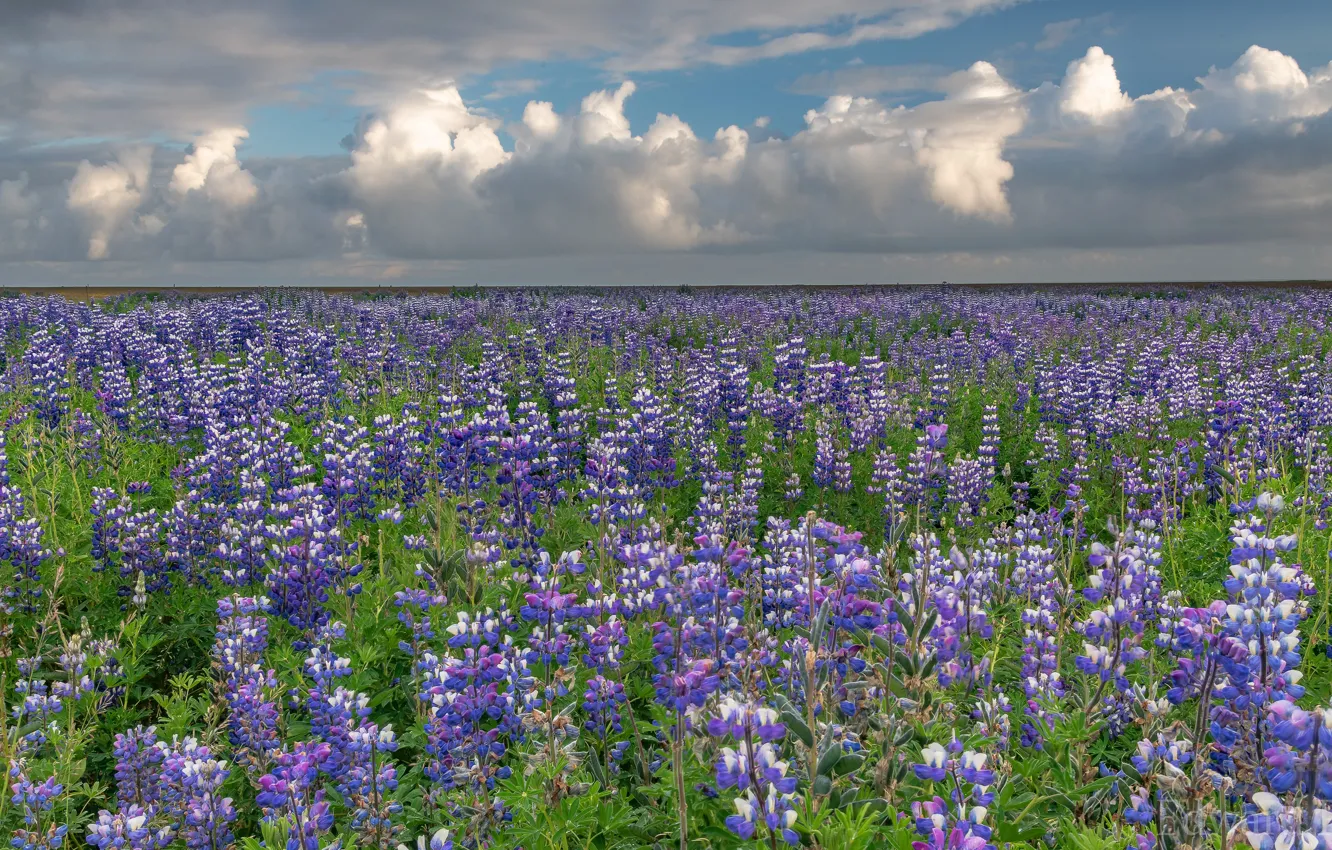 Фото обои поле, небо, облака, цветы, луг, Исландия, много, сиреневые