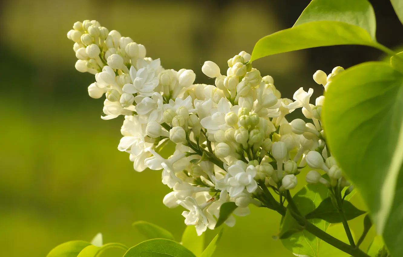 Фото обои white, flower, lilac, blooming