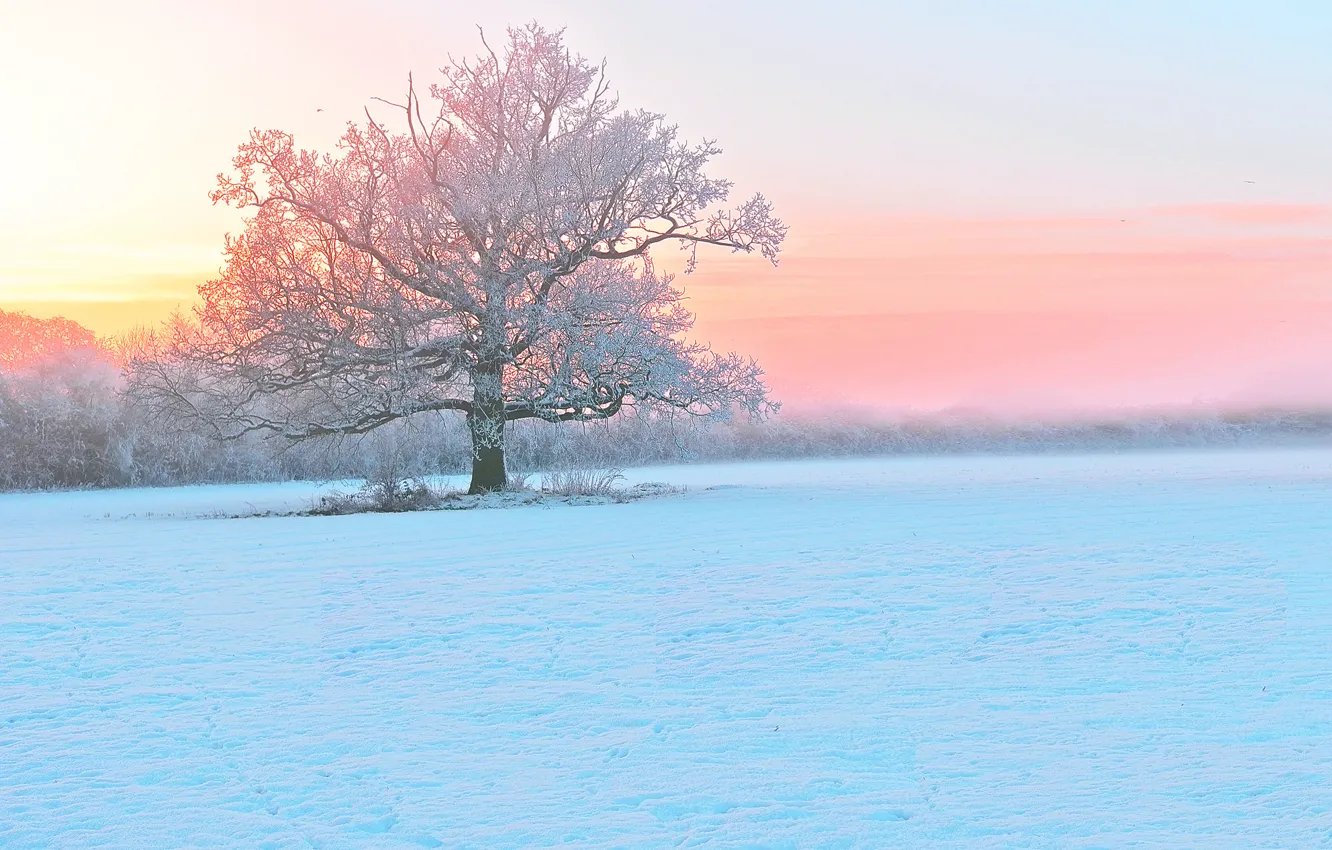 Фото обои зима, иней, снег, закат, туман, дерево, вечер