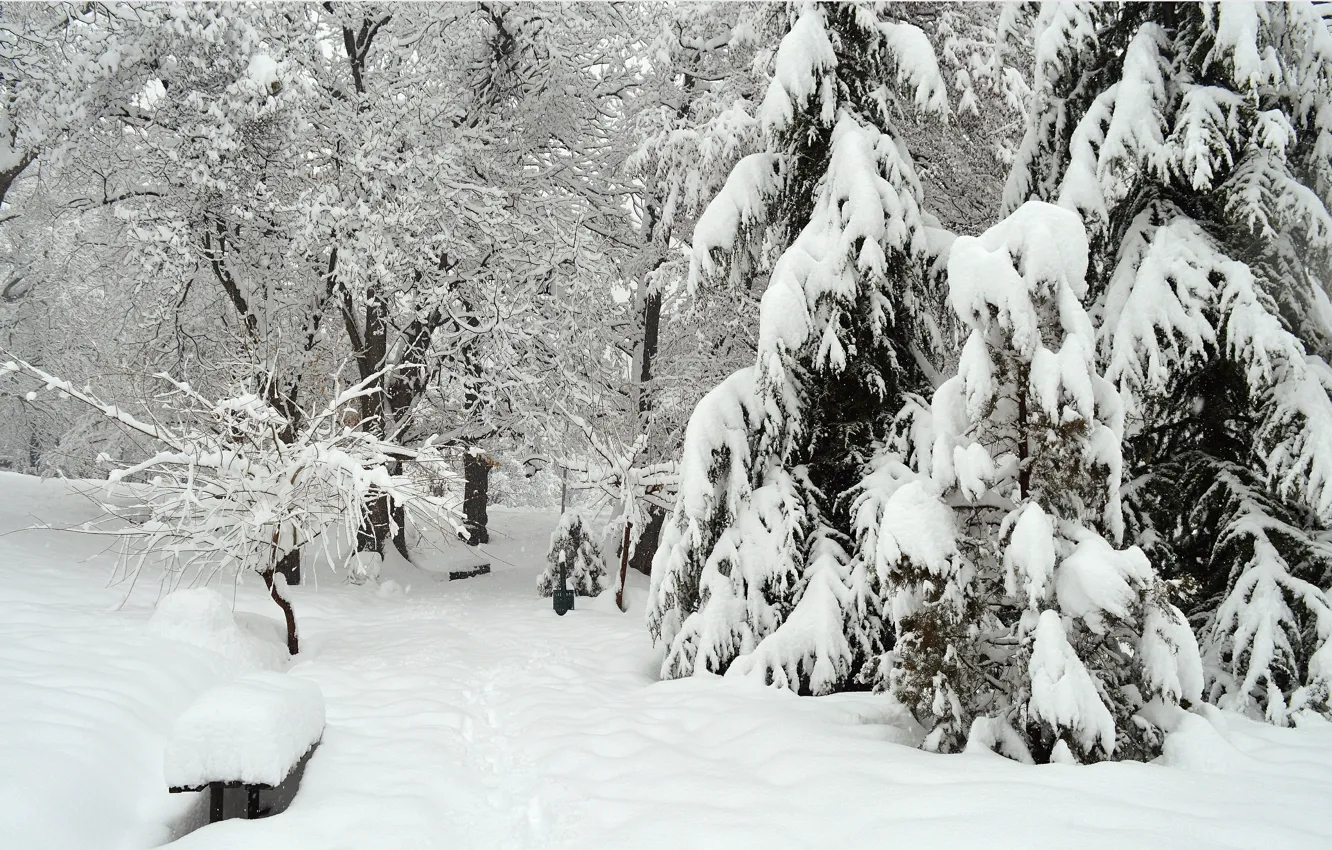 Фото обои Зима, Деревья, Снег, Парк, Мороз, Winter, Frost, Park
