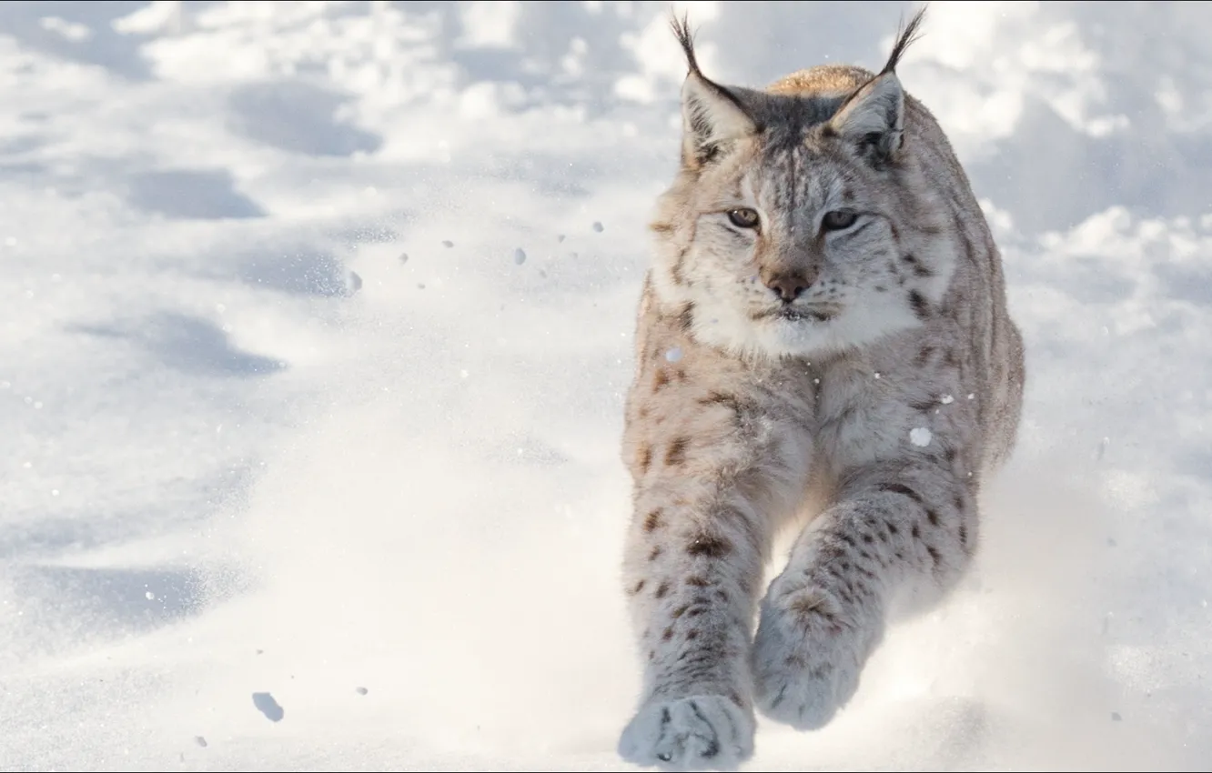 Фото обои animals, speed, cats, lynx, temnobelos