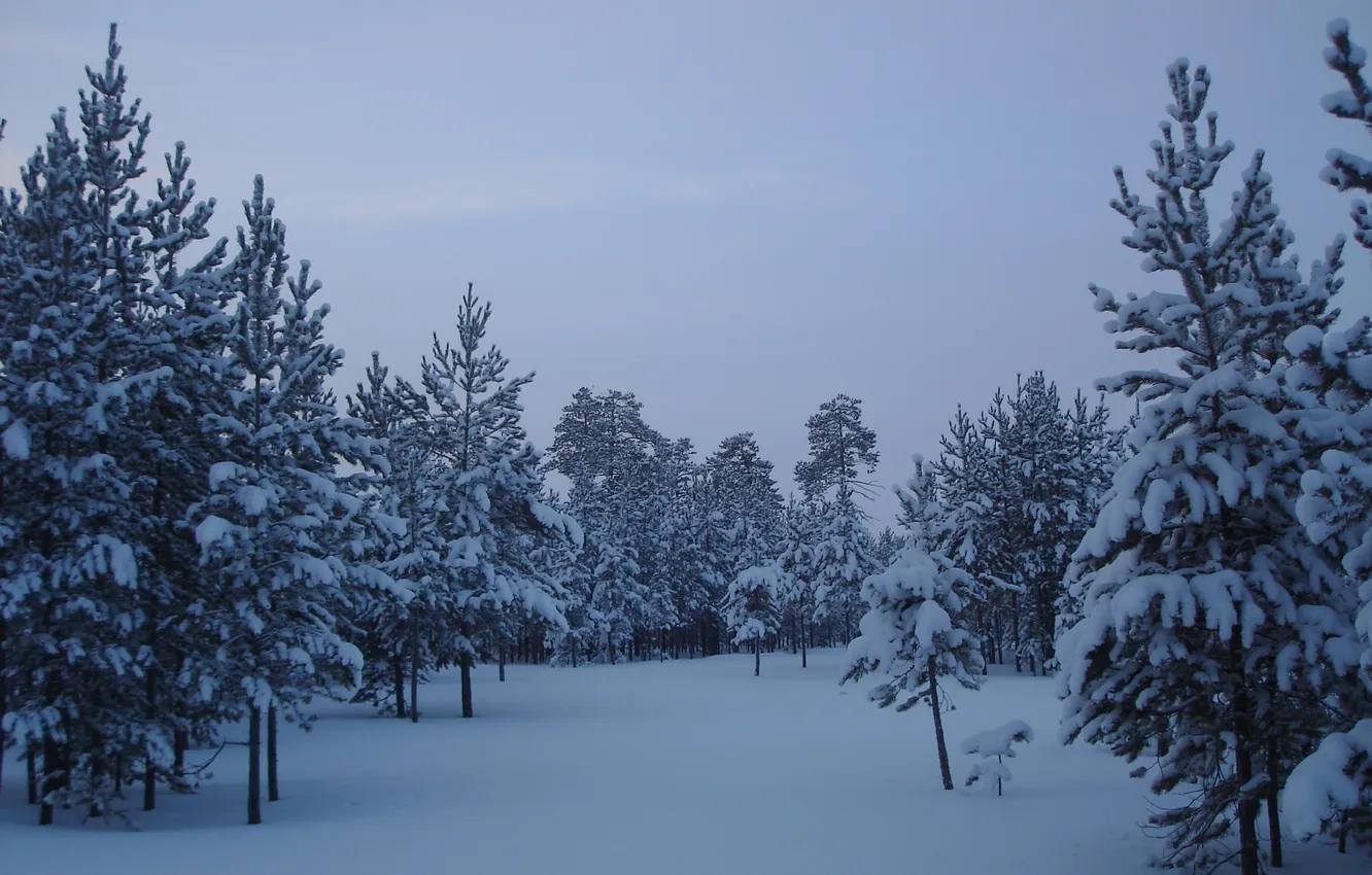 Фото обои снег, деревья, Лес