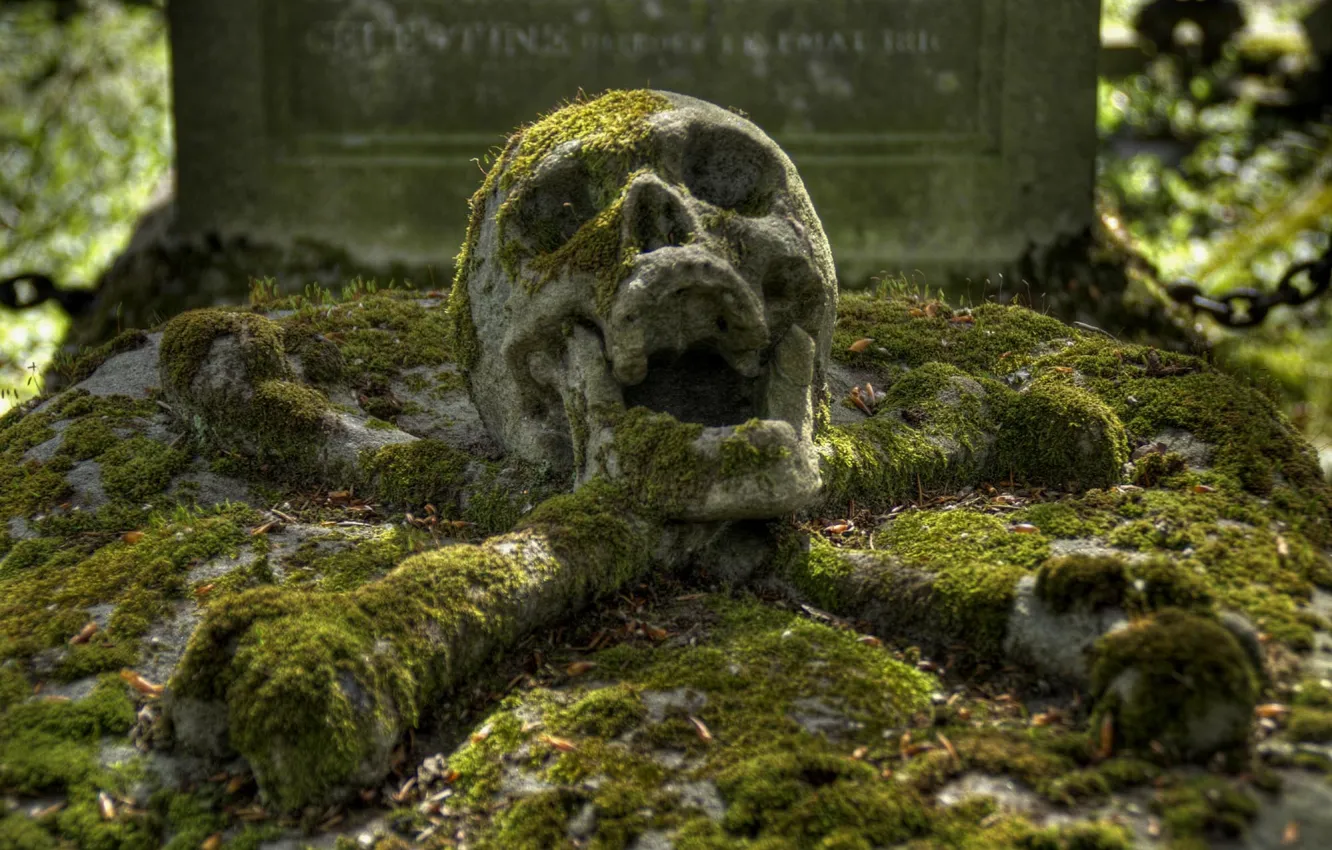 Фото обои череп, кости, могила