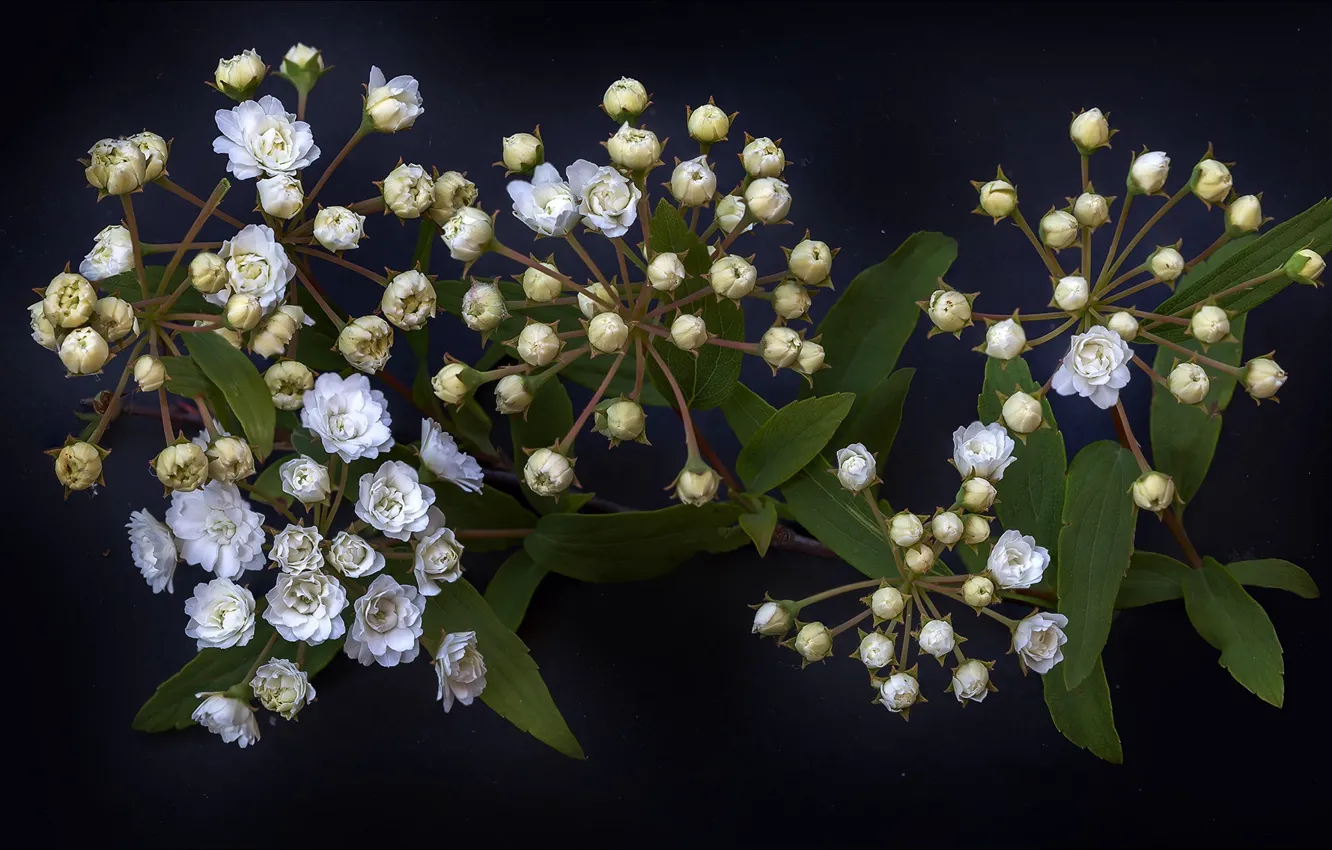 Фото обои цветы, white, трио, nature, flowers, композиция, светлое, trio