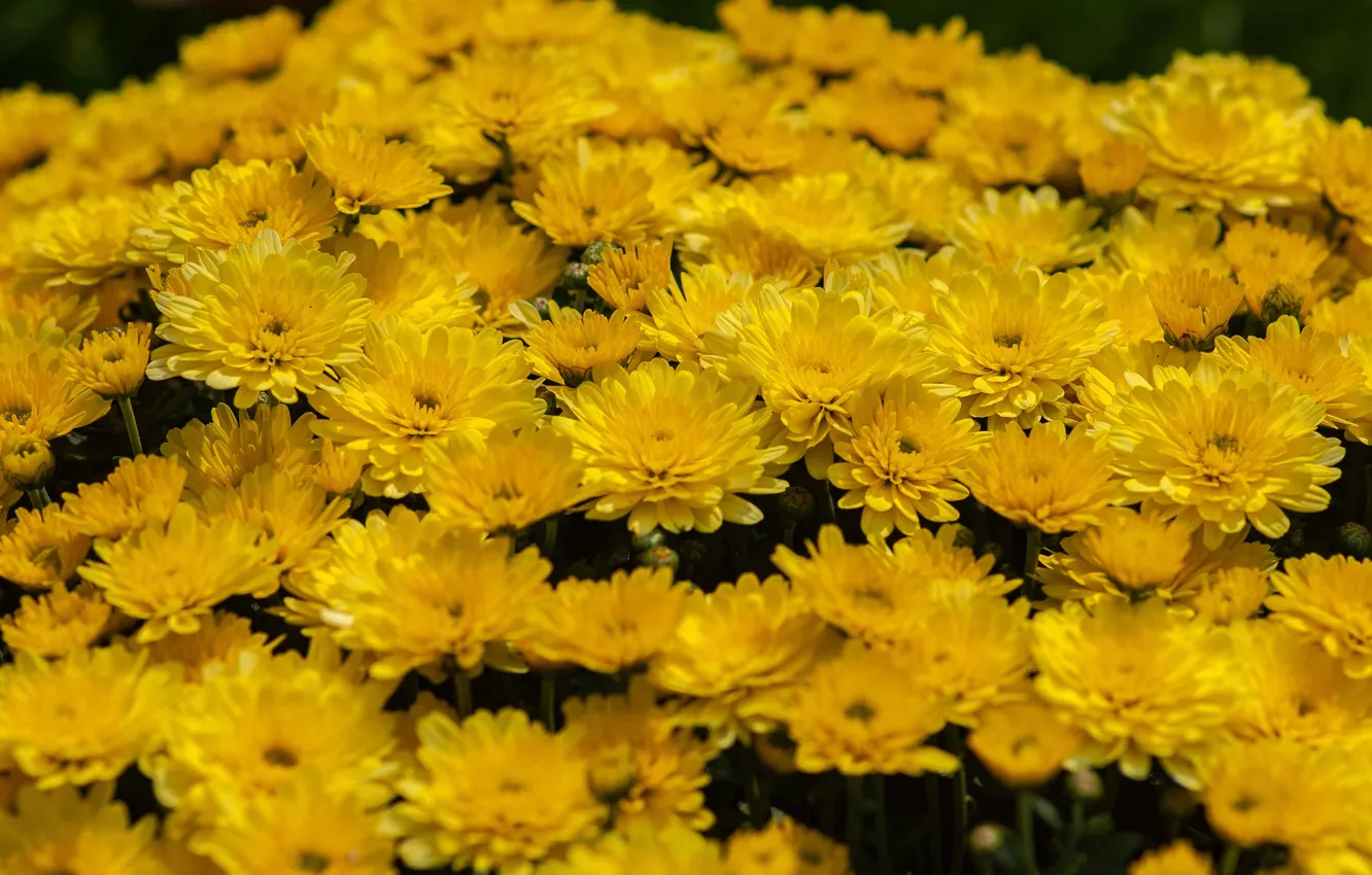 Фото обои цветы, желтые, клумба, хризантемы, много