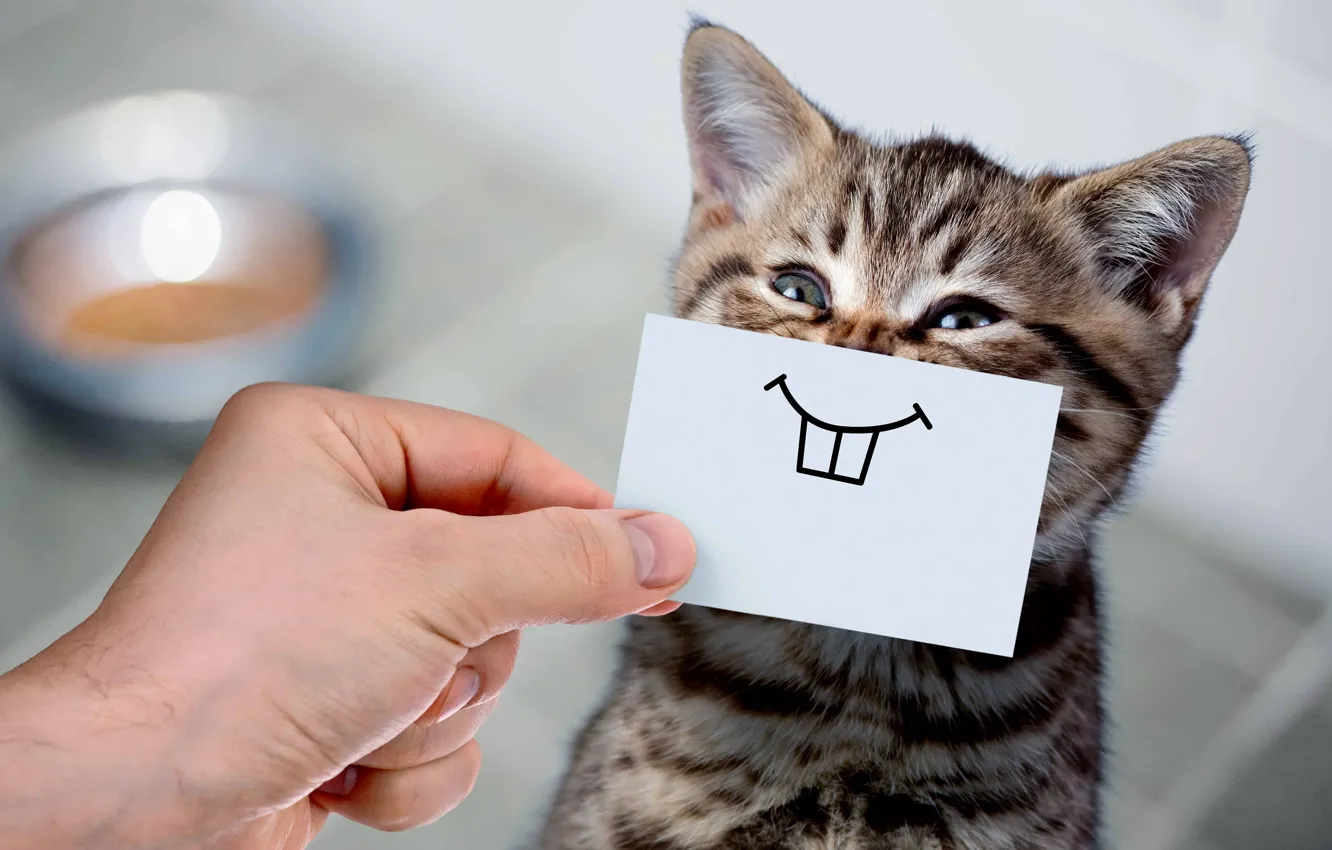 Фото обои кошка, улыбка, котенок, рука, юмор, зубы, малыш, мордашка