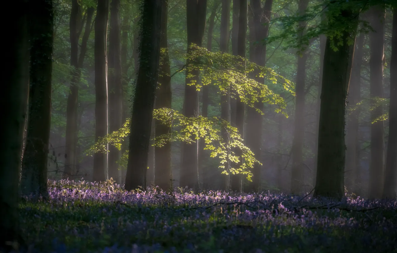 Фото обои лес, свет, деревья, цветы, ветки, туман, стволы, поляна