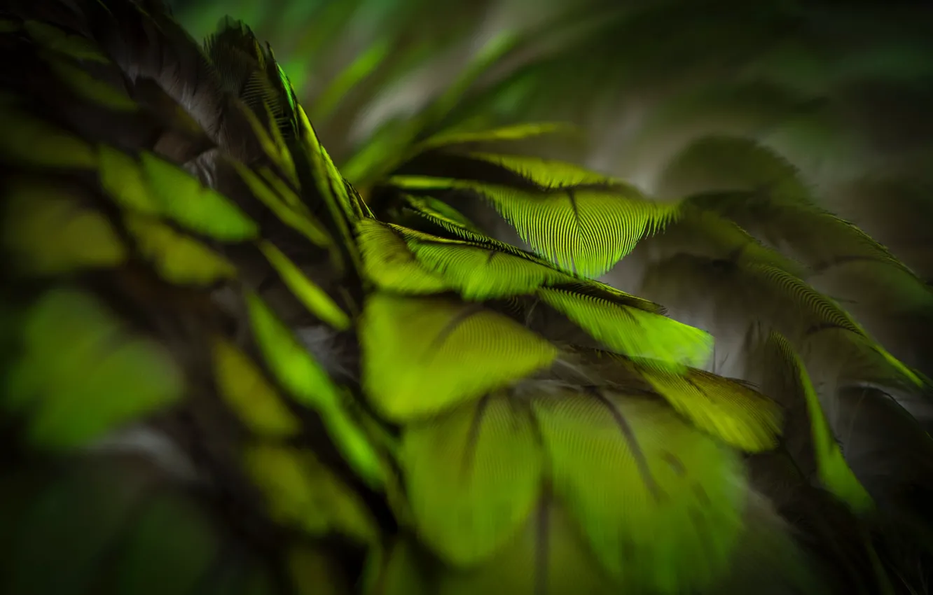 Фото обои green, Макро, перья, зелёные, тёмные обои