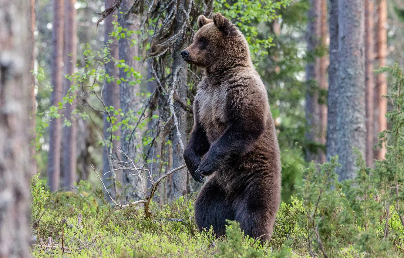 Фото обои лес, медведь, зверь, стойка, топтыгин
