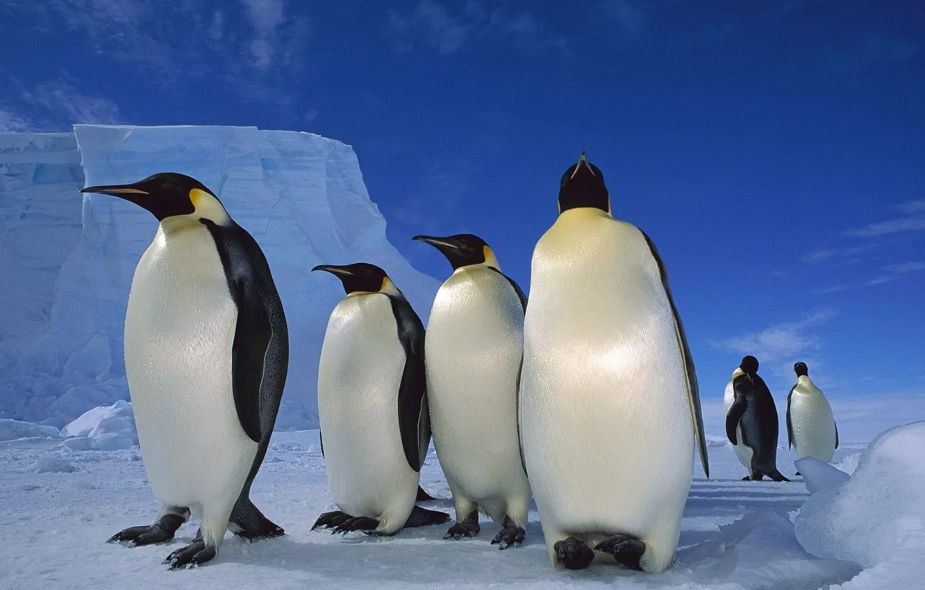 Фото обои снег, лёд, пингвины