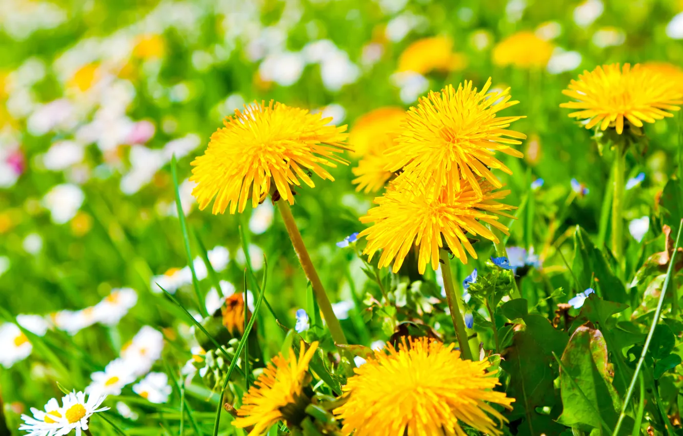 Фото обои цветы, поляна, ромашки, желтые, одуванчики