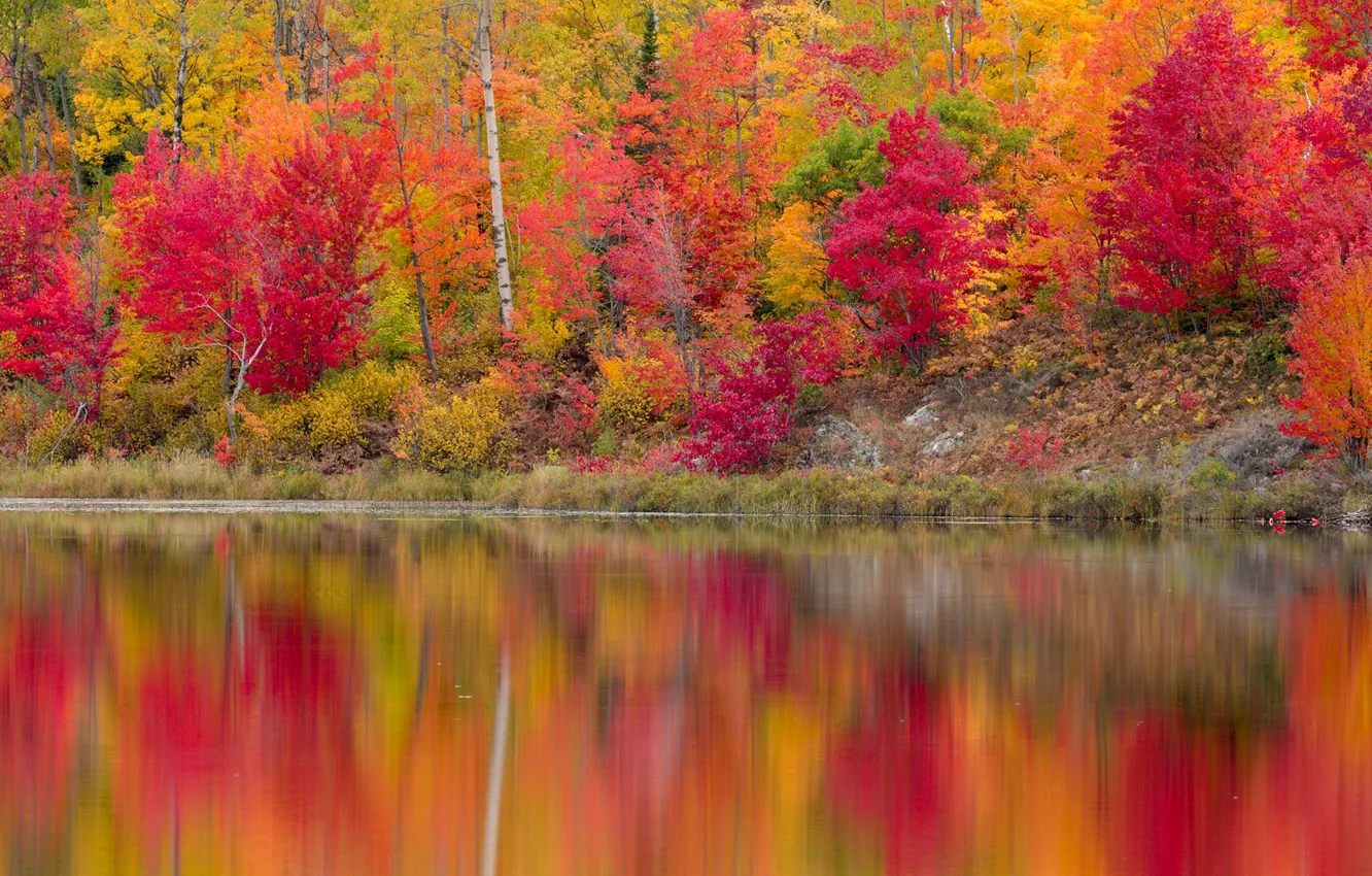 Фото обои осень, лес, листья, деревья, отражение, река, берег, багрянец