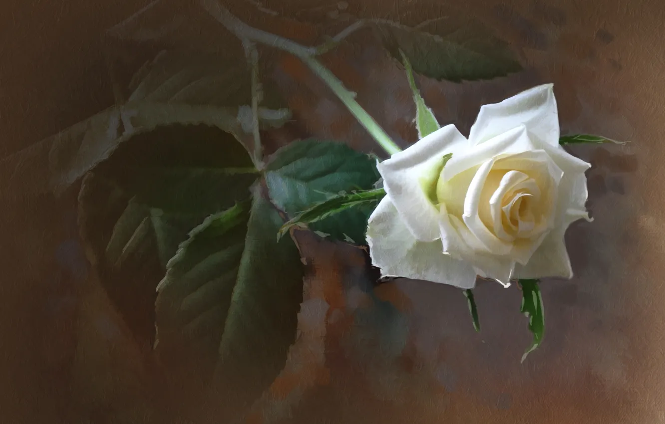 Фото обои роза, текстура, белая