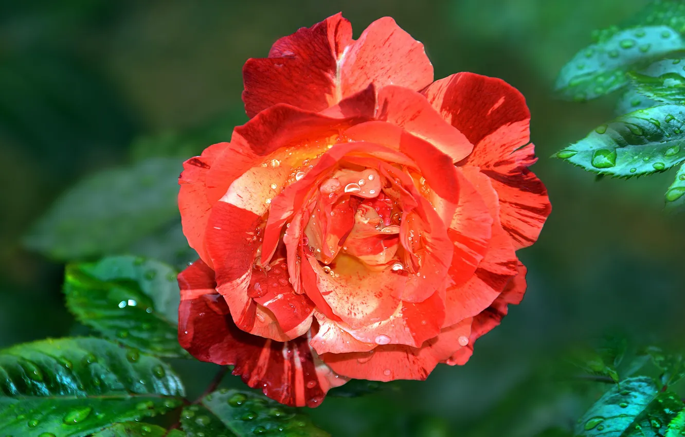 Фото обои листья, капли, макро, роса, роза, оранжевая, сад, красная