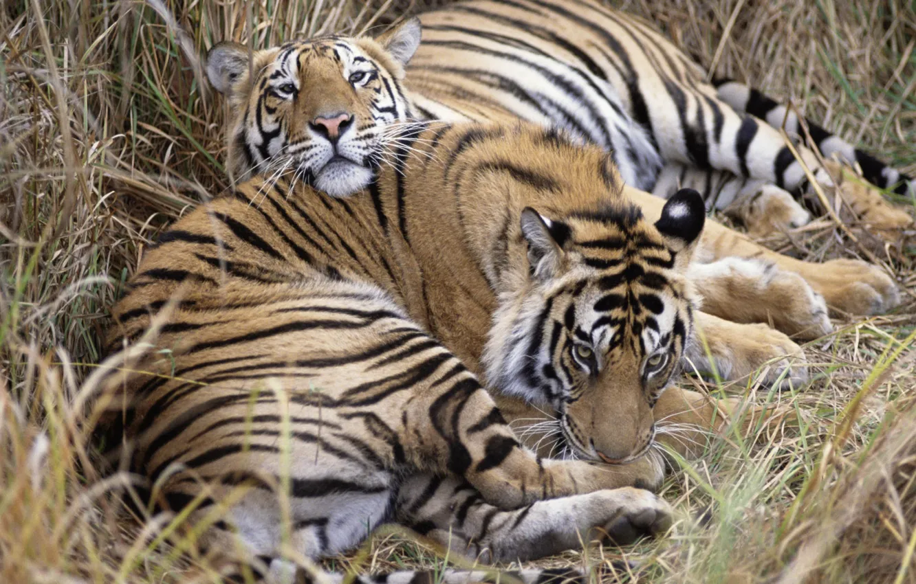 Фото обои тигр, красивый, пышный, бесстрашный, мудрый