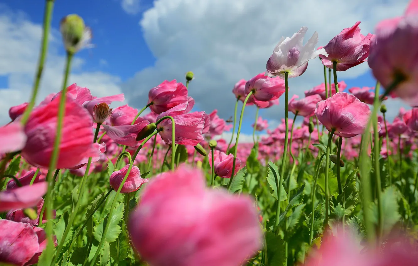 Фото обои лето, цветы, маки, луг, розовые, много, боке, маковое поле