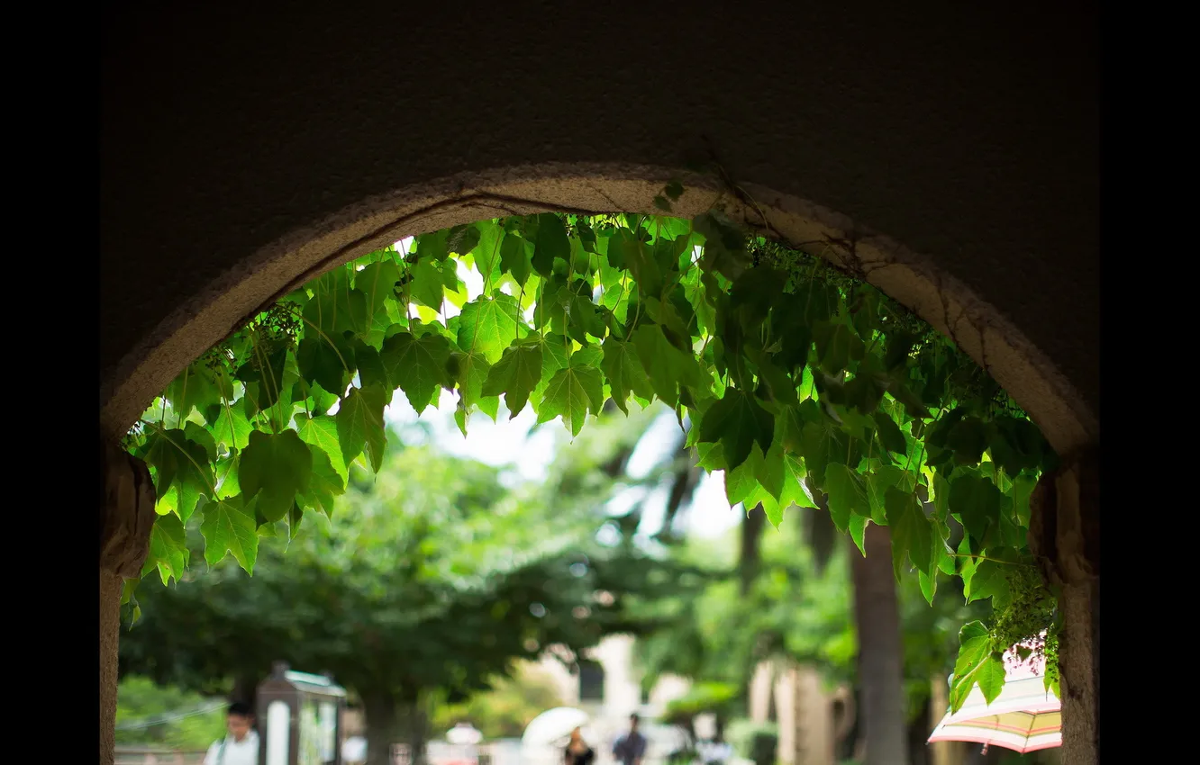 Фото обои листья, город, улица