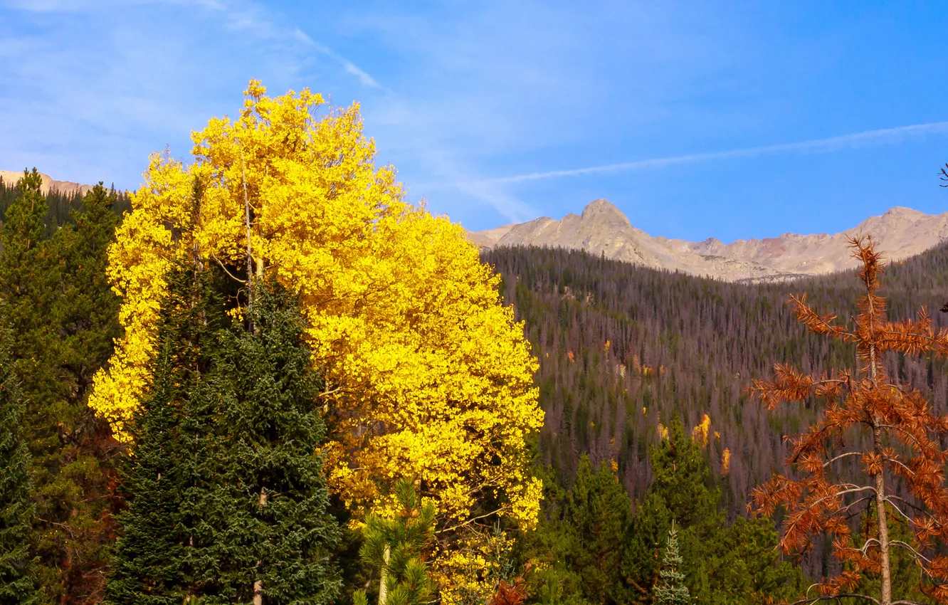 Фото обои осень, лес, листья, деревья, пейзаж, горы