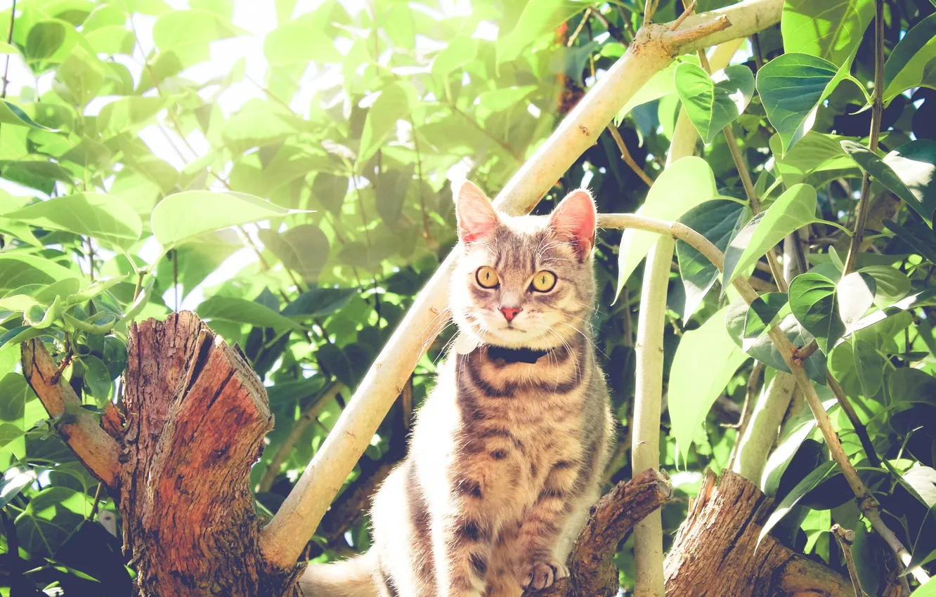 Фото обои глаза, кот, взгляд, листья, животное, растения, шерсть, смотрит